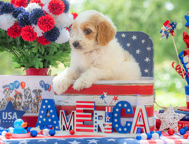 Premium Goldendoodle puppy for sale near Dallas Texas with friendly temperament.