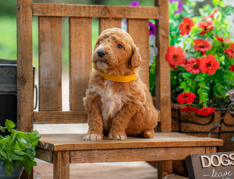 Medium-sized premium F1-B Goldendoodle puppy with curly coat