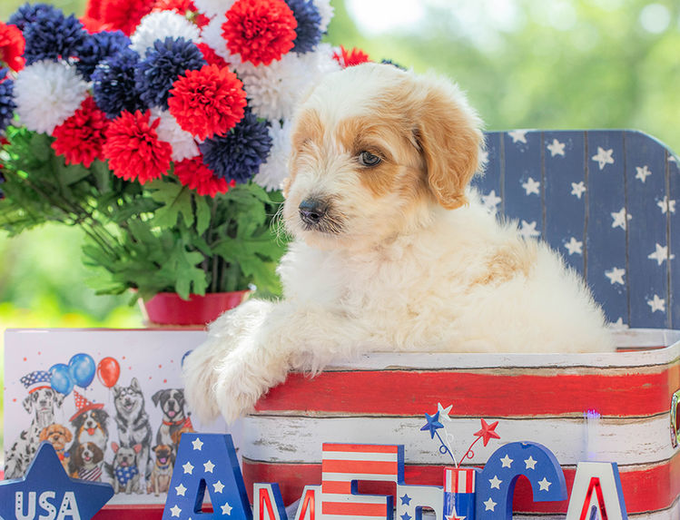 Beautiful curly Goldendoodle puppy bred for companionship and family life.
