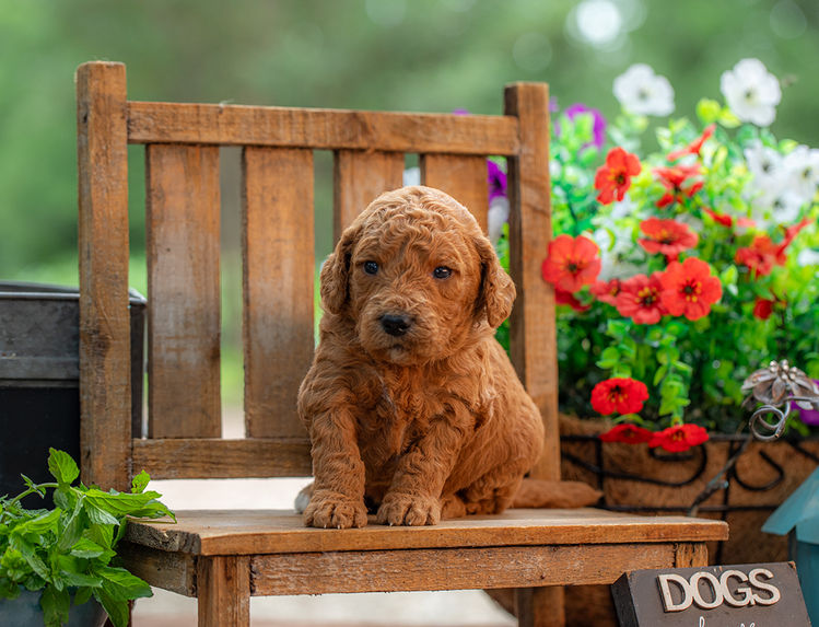 Medium Goldendoodle puppy with playful and loving temperament