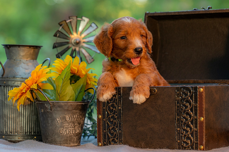 Smart and trainable Goldendoodle puppy for sale near Waco Texas