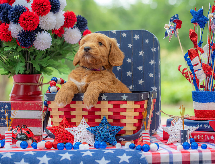 Curly red mini Goldendoodle puppy for sale in Texas.