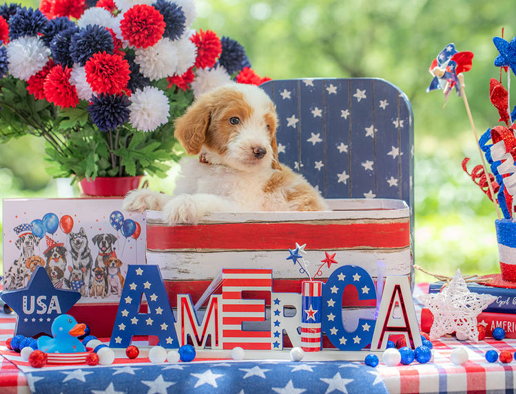 Beautiful red Goldendoodle puppy for sale in Texas with teddy bear face.