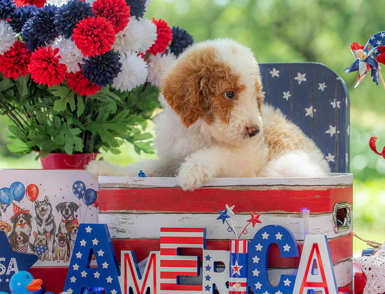 Large Goldendoodle puppy available in Texas with curly non-shedding coat.