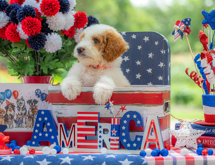 Red and white F1B Goldendoodle puppy available in Central Texas.