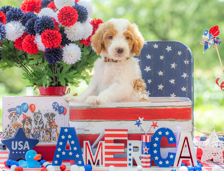Curly-coated Goldendoodle puppy available near Dallas Texas.