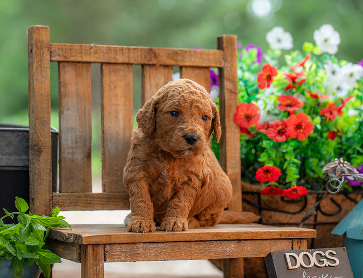 Curly medium Goldendoodle puppy with low-shedding coat