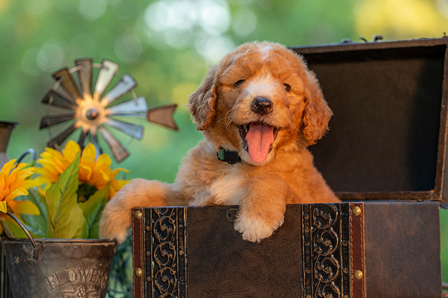 Adorable teddy bear Goldendoodle puppy great with kids and families