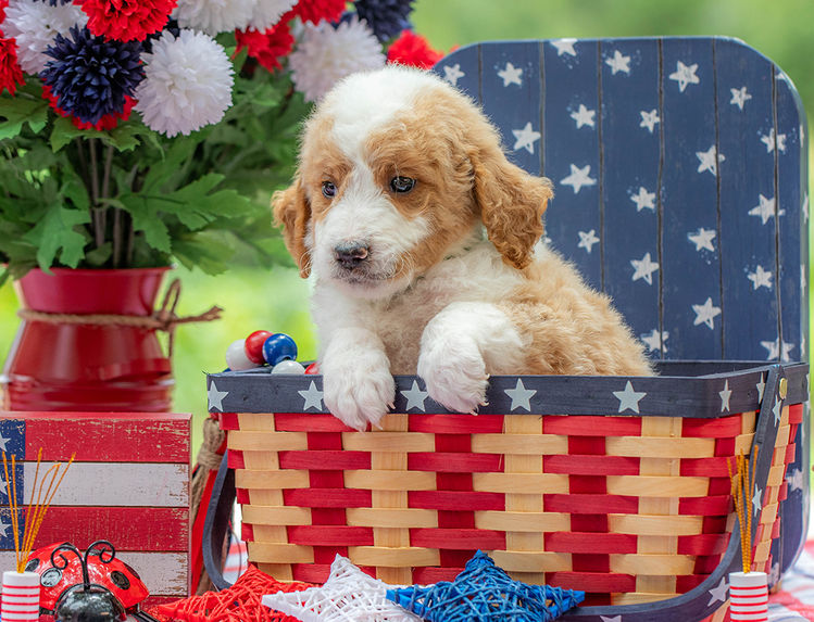 Texas Goldendoodle breeder offering premium puppies with excellent temperaments.