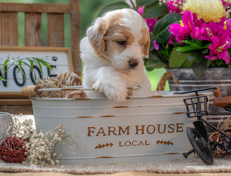 Red and white Goldendoodle puppy available throughout Central Texas