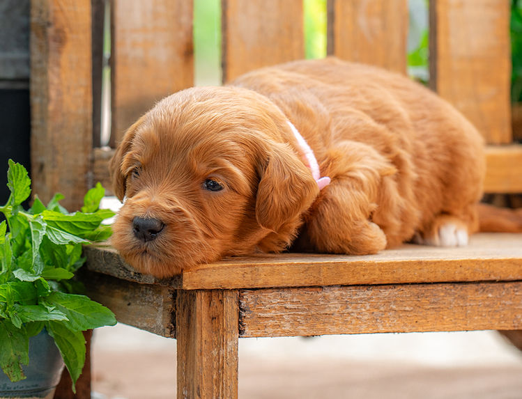 Medium Goldendoodle puppy with playful and loving temperament