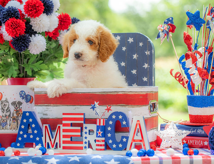Family-raised Standard Goldendoodle puppy for sale in Texas.