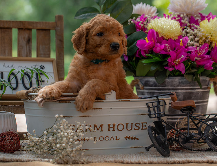 Red and white Goldendoodle puppy with curly coat and gentle nature