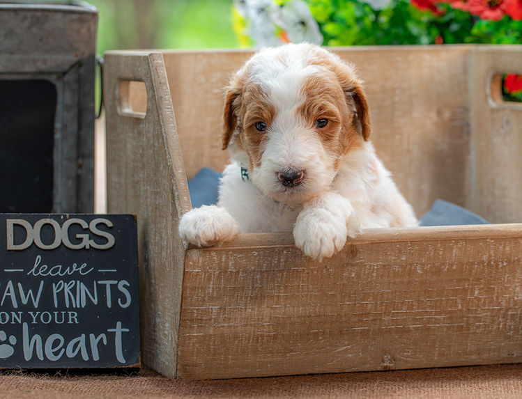 Red and white standard Goldendoodle puppy with fluffy fur