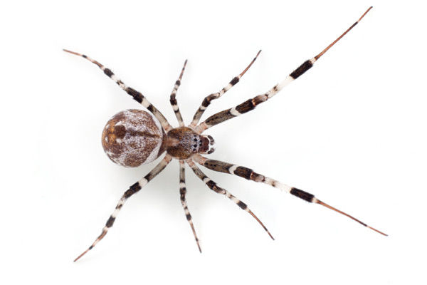 Spider Pic from Google images
