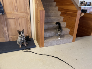 Ziggy Tails: Sometimes three is a crowd S1 E6