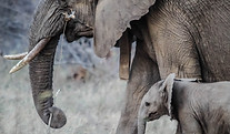 Erwachsener und Baby-Elefant