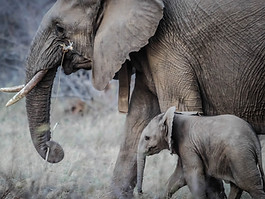 Adult and Baby Elephant