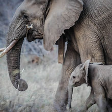 Adult and Baby Elephant