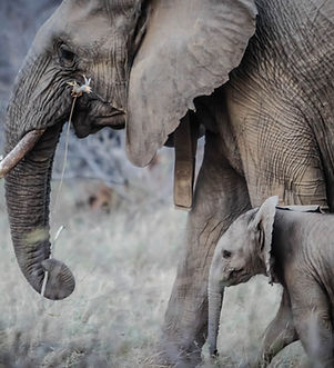 Adultes et bébé éléphant