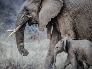 Swimming with Elephants