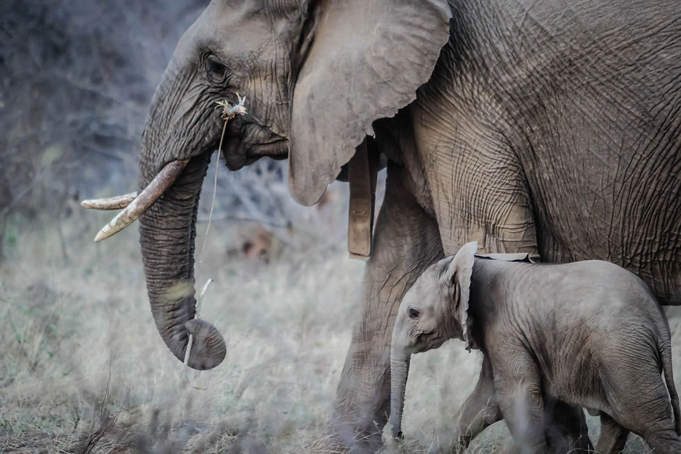 Elephant And Calf