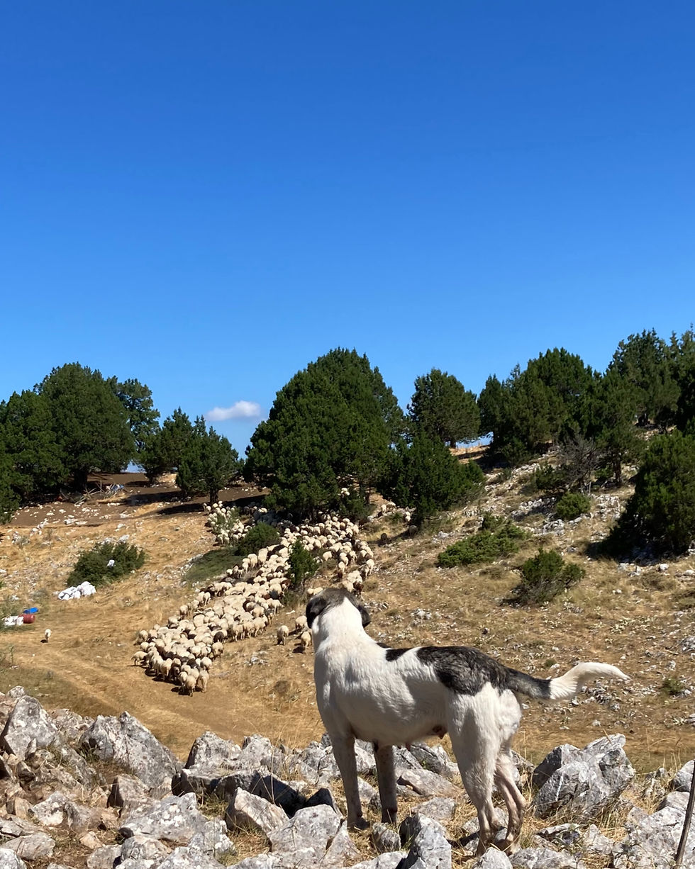 Greek Yoghurt in the West: The Story of Authenticity Lost, and Found