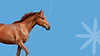 BANNER LIMPIEZA.png