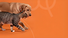 banner.png