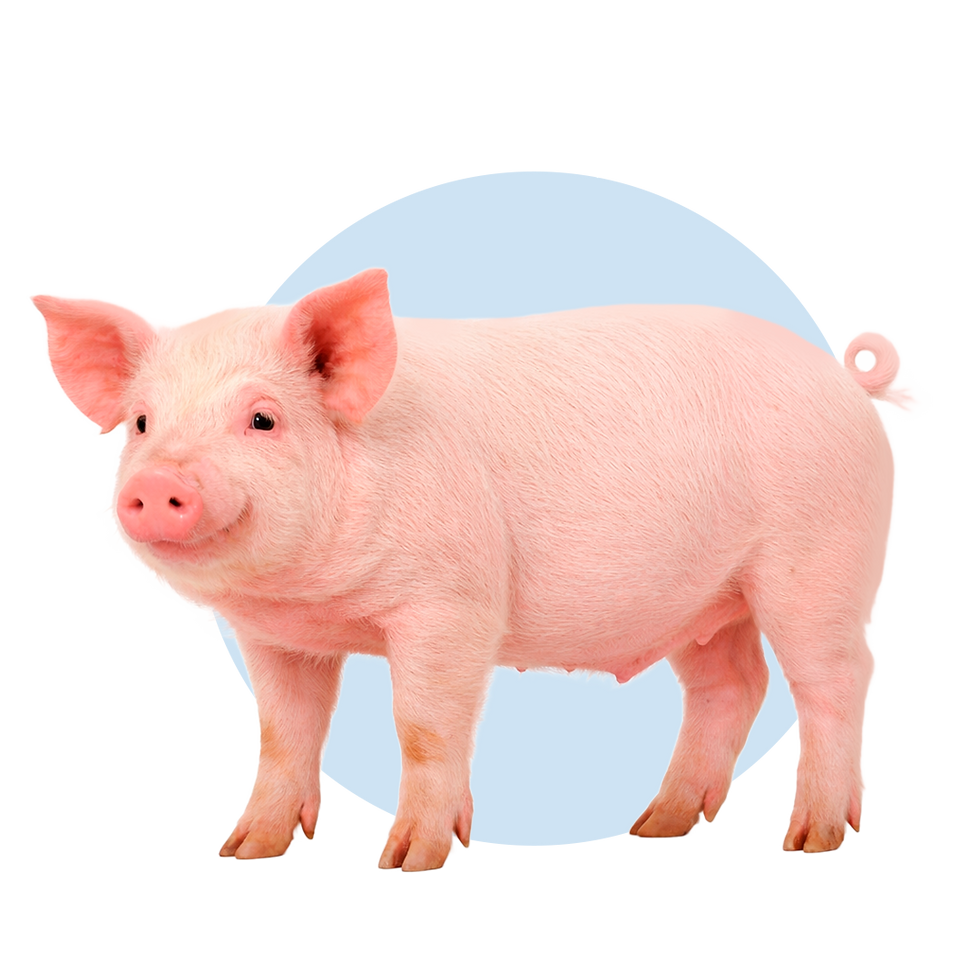 pig.png
