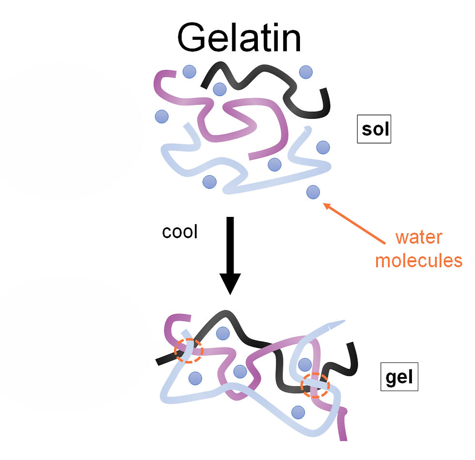 A "mesh" of solid gelatine molecules that trap water within the gel.