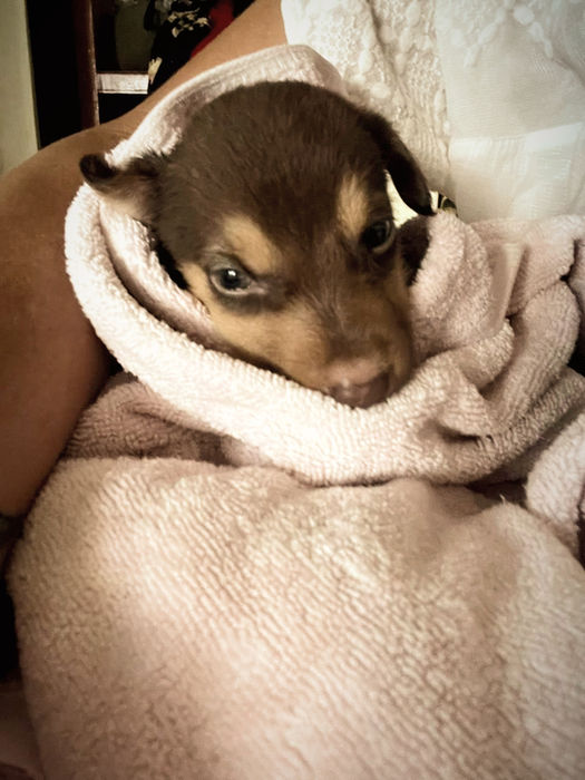 Close-up of a small brown puppy wrapped in a towel
