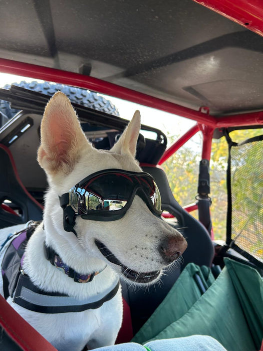 White dog wearing protective goggles sitting in an off-road vehicle
