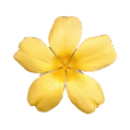 yellow flower