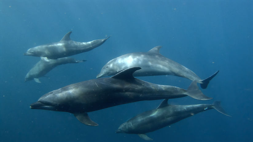 Swim with Dolphins in La Ventana