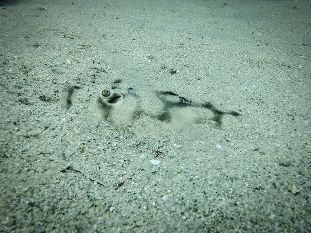 Stingray at Los Barriles