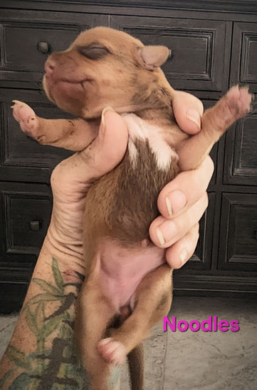 Newborn puppy named Noodles being held carefully, eyes still closed