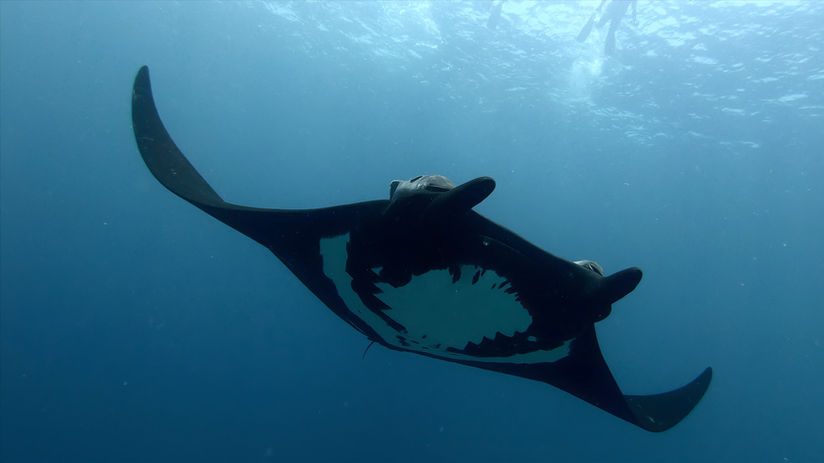 Dive with mantas at La Ventana