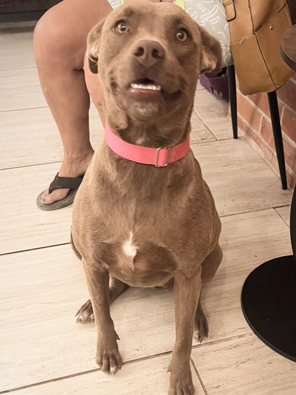 Brownie sitting alert and looking upward while indoors on a leash.