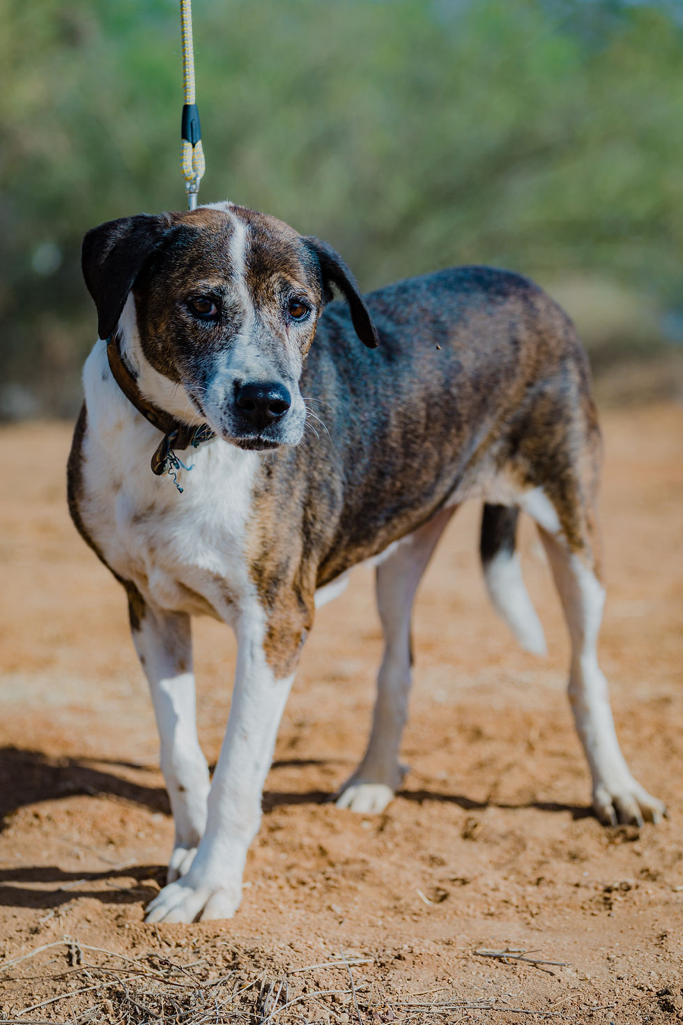 Daysi, a black and tan rescue dog standing outdoors on a leash, looking relaxed and alert