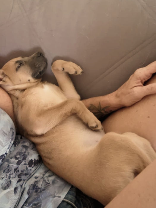 Small tan puppy sleeping peacefully in a person’s arms on a couch