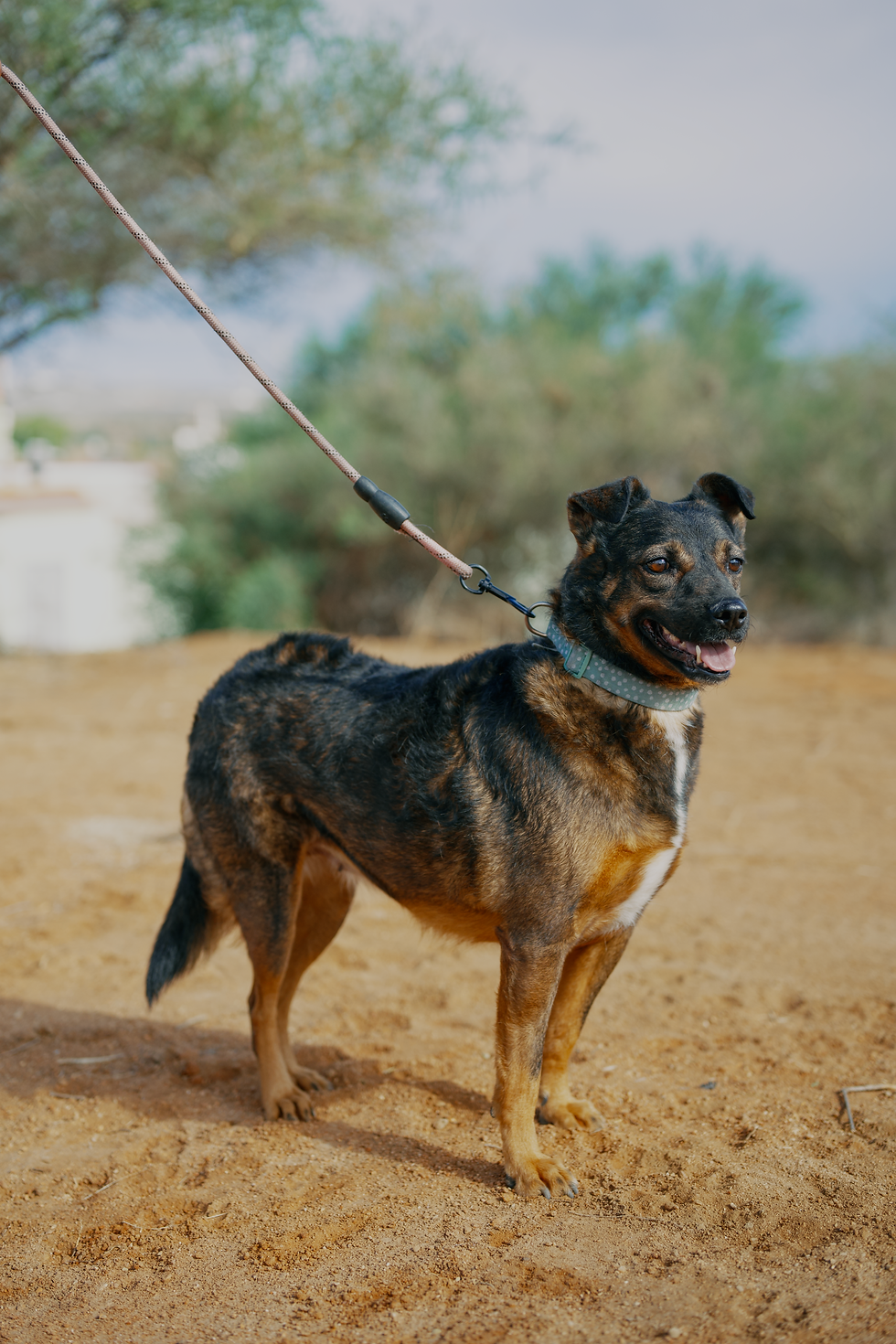 Daysi, a black and tan rescue dog standing outdoors on a leash, looking relaxed and alert