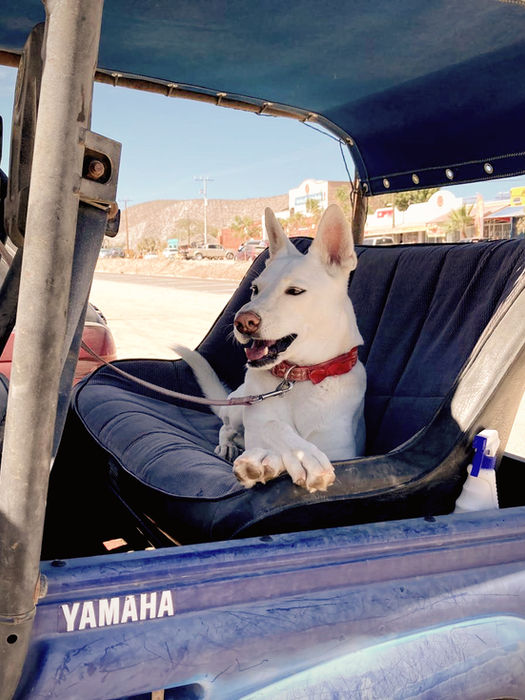 White dog sitting in the passenger seat of an off-road vehicle outdoors