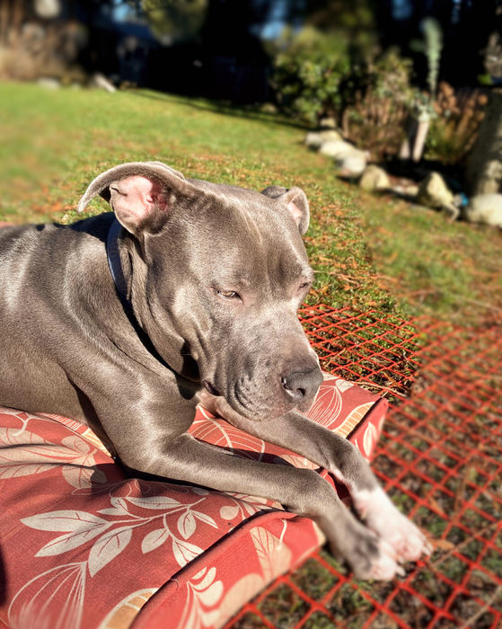 Adopted pitbull resting peacefully after recovery and care