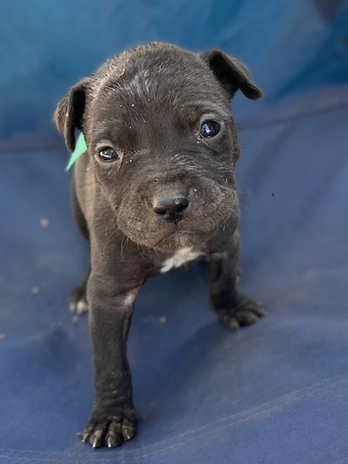 Rescue dogs