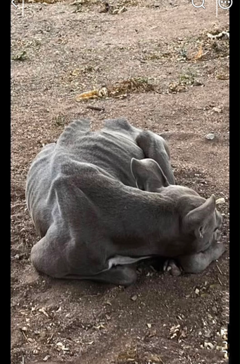 Nova abandoned dog