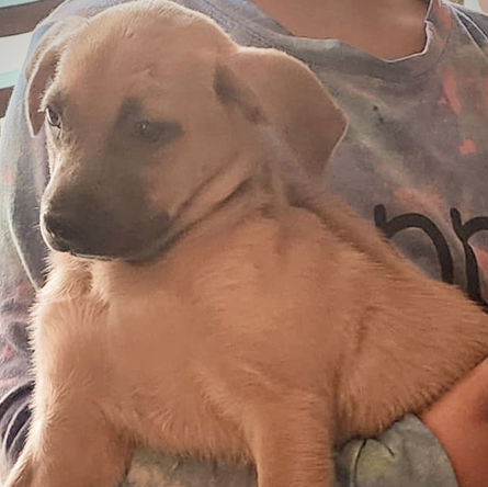 Small tan puppy being held by a person indoors