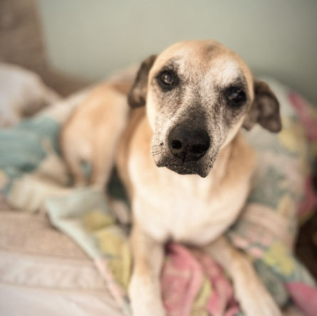 Osita, a senior rescue dog, resting quietly on a blanket, showing her gentle and peaceful nature
