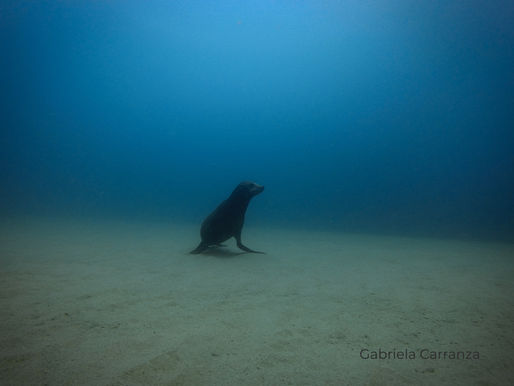 Los Lobos Marinos de Baja California Sur: Juguetones Guardianes del Mar