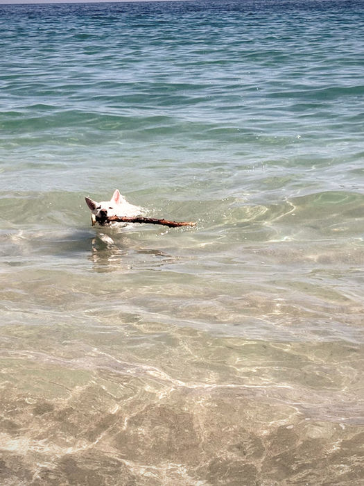 White dog swimming in the ocean holding a stick